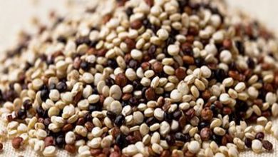 کینوا، کشت جایگزینی که در فارس خوش درخشید