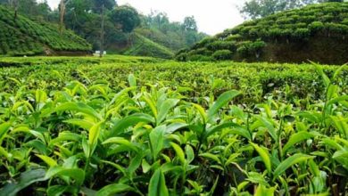 گردش مالی صنعت چای ایران ۲ تا ۳ هزار میلیارد تومان است