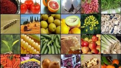 گزینه طلایی برای جانشینی صادرات نفت چقدر صادرات محصولات کشاورزی رونق گرفت؟