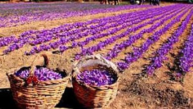 آغاز پایلوت برداشت مکانیزه زعفران در خراسان شمالی