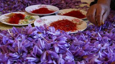 استان اصفهان رتبه چهارم تولید زعفران در کشور