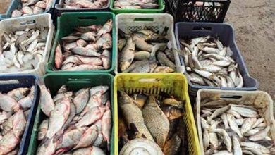 افزایش تقاضا برای صادرات آبزیان توسعه فروش آنلاین در دوران کرونا