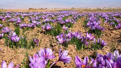 ایلام پتانسیل تولید مرغوب ترین زعفران کشور را دارد