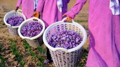 برداشت طلای سرخ در استان کرمان