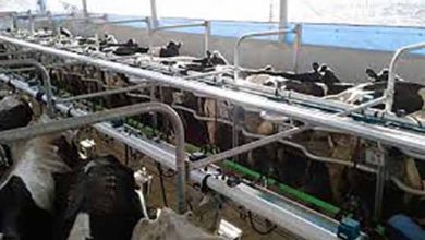 تاثیر فناوری اطلاعات بر افزایش تولید در دامپروری