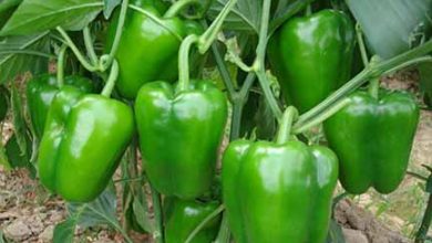 تولید فلفل دلمه‌ای با طعم بادمجان