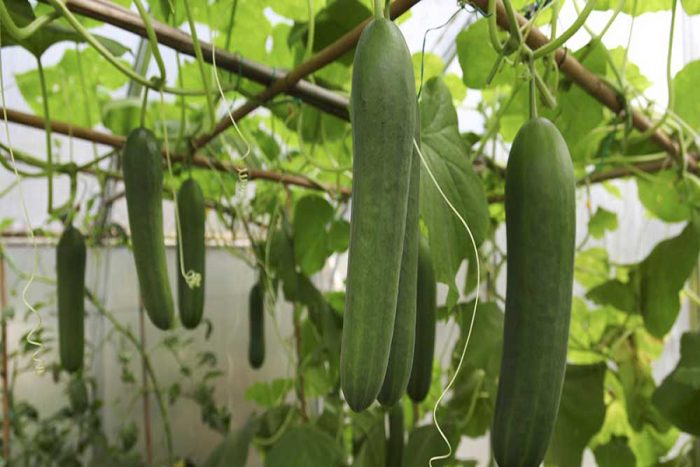 تولید ۷ هزار تن محصول گلخانه‌ای در خراسان جنوبی