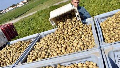 صادرات سیب زمینی به عراق آزاد شد هشدار اتاق بازرگانی بیش از اندازه صادر نکنید