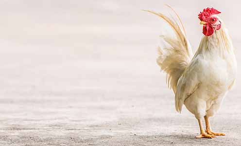 مرغ‌‌های کم‌‌وزن سالم‌‌ترند