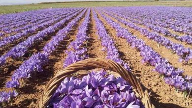 نطنز رتبه اول تولید زعفران در استان اصفهان