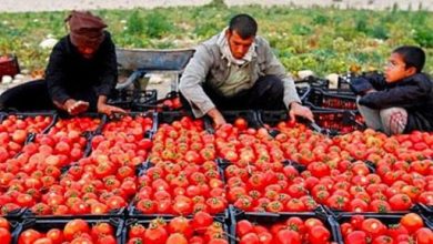 نگرانی گوجه‌کاران از اشباع بازار زمینه صادرات تسهیل شود