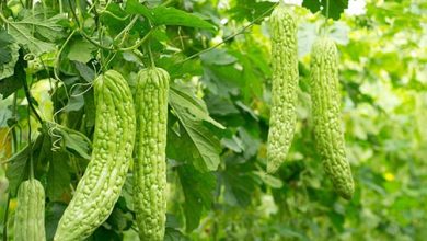کارلا؛ گیاهی تلخ که کام بیماران را شیرین می‌کند