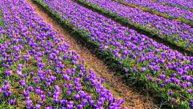 کشت زعفران در ۱۳ هکتار از اراضی کشاورزی شهرستان اهر