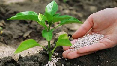 گرانی کود، گریبان خودکفایی محصولات استراتژیک را می‌گیرد؟