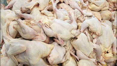 یک پیشنهاد برای حل مشکل گرانی مرغ
