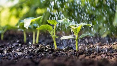 آب و خاک ستون فقرات تغذیه ما هستند