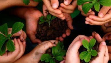 آمادگی فائو برای حمایت از ایران در زمینه بهبود پایداری و تنوع زیستی خاک‌های کشور