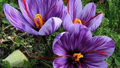 استان کرمان، رتبه چهارم زعفران کشور از نظر سطح زیر کشت