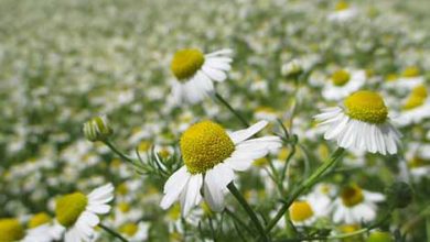 افزایش سطح زیر کشت گیاهان دارویی در چهارمحال و بختیاری