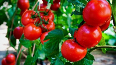 تولید 10 تن گوجه فرنکی گلخانه‌ای در پاییز