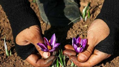 تولید زعفران استاندارد توسط بانوان مرودشتی