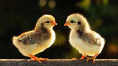 جوجۀ سلامت، آخر پاییز در قله ایستاد؛ استقبال کم‌نظیر افکار عمومی و جناح‌های گوناگون سیاسی از جوجه‌های آرین