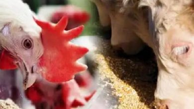 در توزیع نهاده‌های دام و طیور انحراف وجود دارد