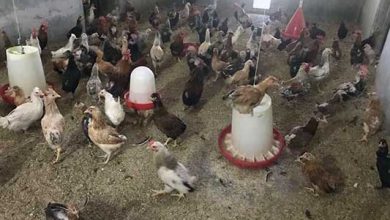 ذخیره ژنتیکی مرغ خزک منطقه سیستان در حال احیا شدن است