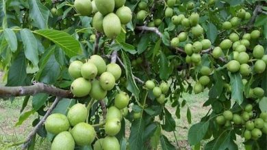 سلسله قطب تولید گردوی لرستان محسوب می‌شود