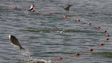 سهم استان‌های ساحلی از آبزی‌پروری کشور تنها ۵۴درصد است