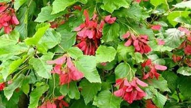 شناسایی تک درخت افرای قفقازی در بانه