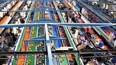 صادرات محصولات کشاورزی خاش به خارج از کشور آغاز شد