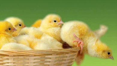 قیمت تمام شده جوجه یکروزه ۴۴۰۰ تومان
