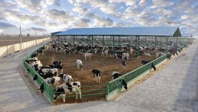 لزوم تجاری‌سازی و فرآوری تولیدات روستایی در اصفهان