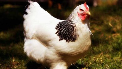 مرغ ایرانی دچار خودشیفتگی شد