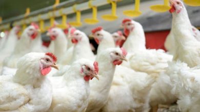 مرغداران خواستار افزایش نرخ مصوب مرغ شدند