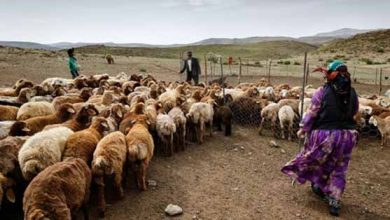 نقش اجرای سیاست یکجانشینی عشایر در مشکلات تامین نهاده‌های دامی