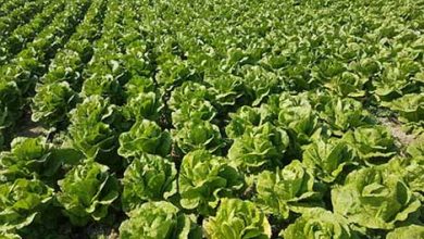 ورود کاهوی خوزستان به بازارهای روسیه