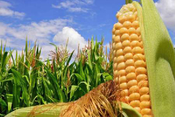 پیش‌بینی تولید ۱۴.۷ میلیون تن ذرت دانه‌ای و سیلویی در سال جاری