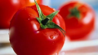 ۵۰ درصد بذر گوجه‌فرنگی فضای باز در داخل کشور تولید می‌شود