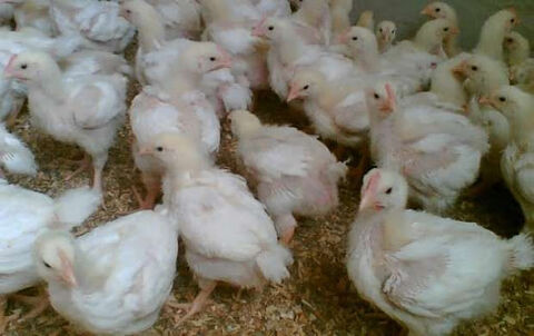 آیا روی سویۀ مرغ ایرانی «آرین» کار علمی هم انجام می‌شود؟