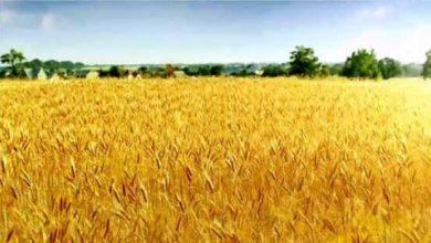 از مزارع گندم خوزستان چه خبر؟