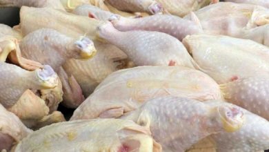 اصفهان رتبه دوم تولید گوشت سفید و تخم مرغ کشور را دارد