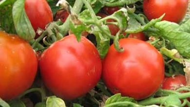 انجام مبارزه بیولوژیک در۲۳۰۰ هکتار از مزارع گوجه فرنگی و ذرت آذربایجان غربی