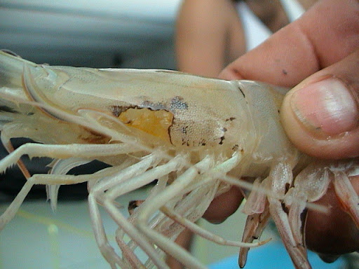 بررسی‌های لازم در باره طرح تکثیر میگوی دیر انجام می‌شود