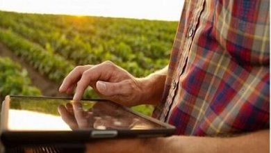 بورس کالا ابزاری برای توسعه محصولات کشاورزی