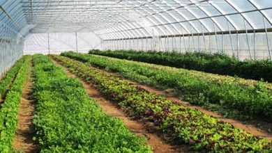 تسهیلاتی که برای گلخانه‌داران حکم «نوش‌دارو بعد از مرگ سهراب» است