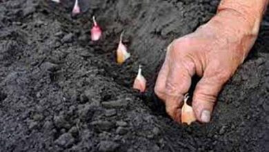 تغییر الگوی کشت و توسعه کاشت زعفران در فارس