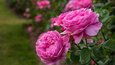 تولید محصول ارگانیک در شهرستان داراب