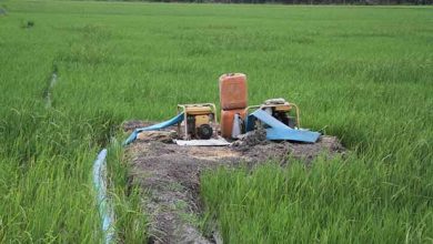 خاموشی ۴ ساعته برق چاه‌های کشاورزی!/ خسارات سنگین تولیدکنندگان